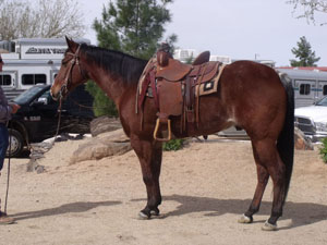 Mar Horses 023