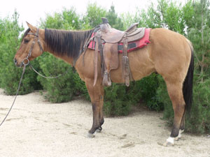 Mar Horses 033