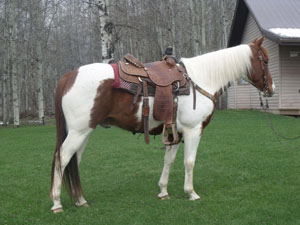 May 5th Horses 026