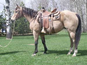 May 7th Horses 024